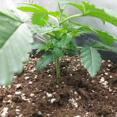 Orange Bud 2.0 growlog timeline photo