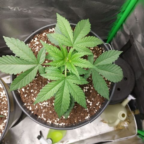 Orange Bud 2.0 growlog timeline photo