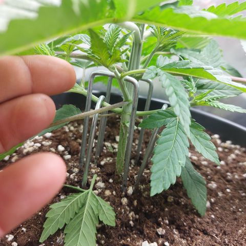 Skywalker Haze growlog timeline photo
