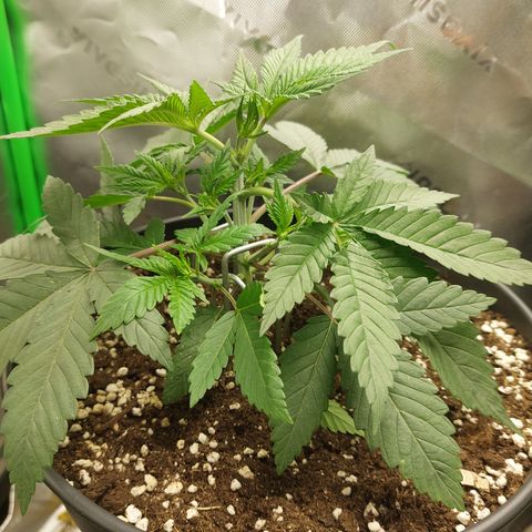 Skywalker Haze growlog timeline photo