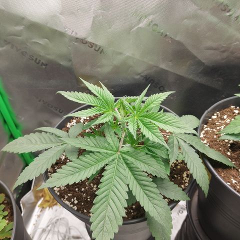 Skywalker Haze growlog timeline photo
