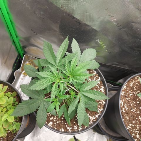 Skywalker Haze growlog timeline photo