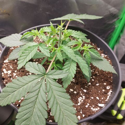 Orange Bud 2.0 growlog timeline photo