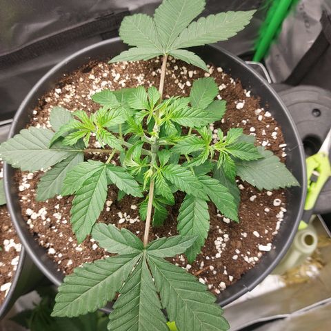 Orange Bud 2.0 growlog timeline photo