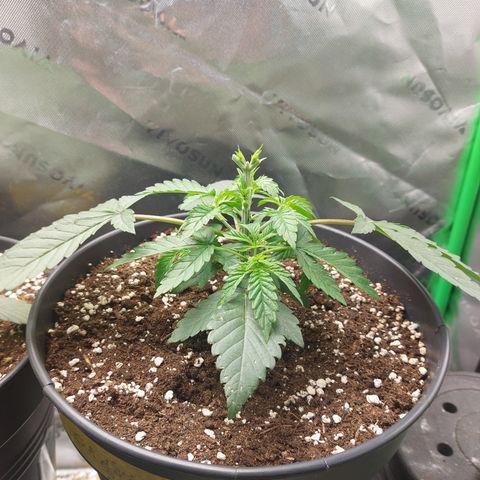Orange Bud 2.0 growlog timeline photo