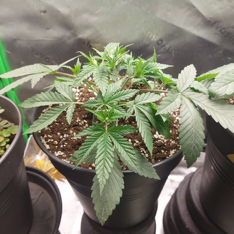 Skywalker Haze growlog timeline photo