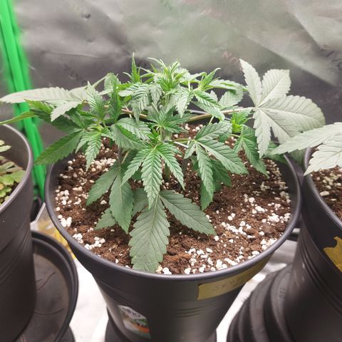Skywalker Haze growlog timeline photo