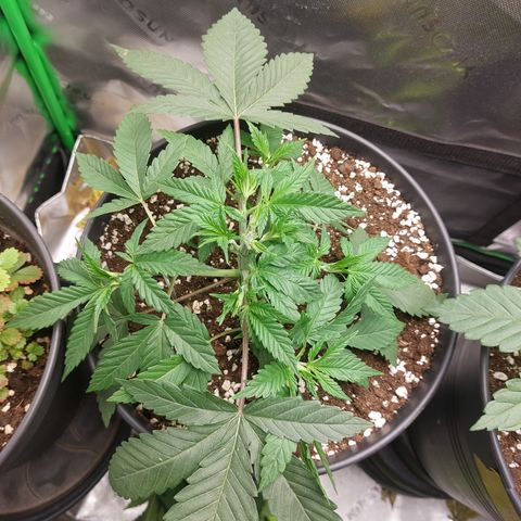 Skywalker Haze growlog timeline photo