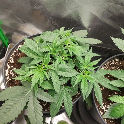 Skywalker Haze growlog timeline photo