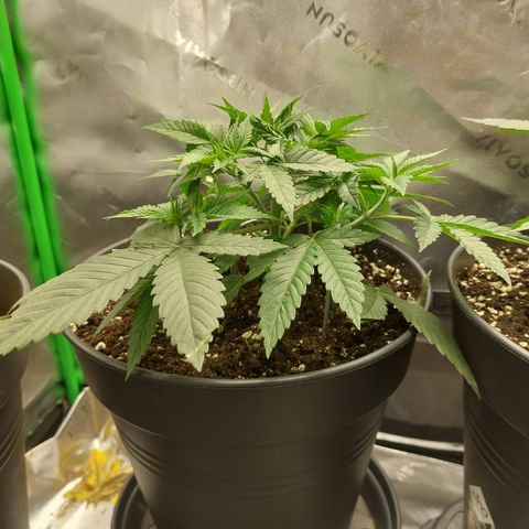 Skywalker Haze growlog timeline photo