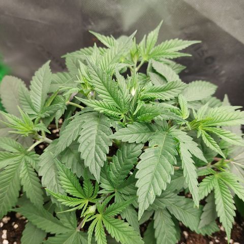Skywalker Haze growlog timeline photo