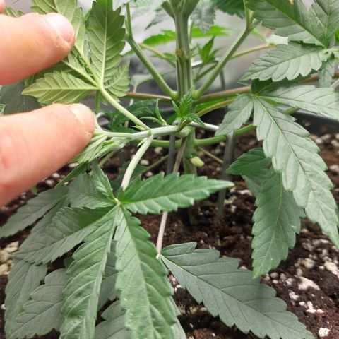 Skywalker Haze growlog timeline photo
