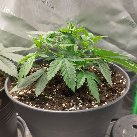 Orange Bud 2.0 growlog timeline photo