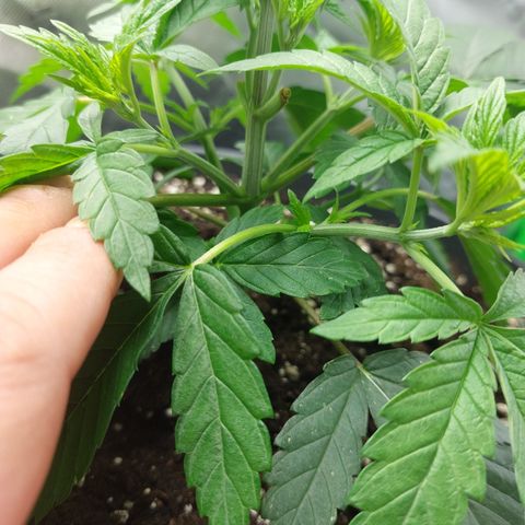 Orange Bud 2.0 growlog timeline photo