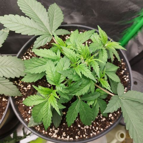 Orange Bud 2.0 growlog timeline photo