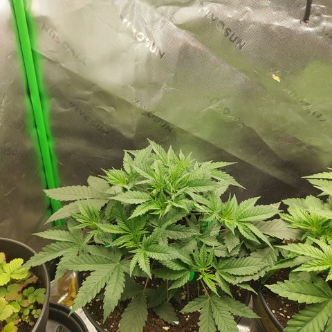 Skywalker Haze growlog timeline photo