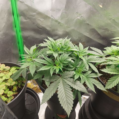 Skywalker Haze growlog timeline photo