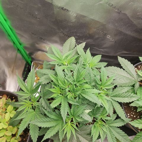 Skywalker Haze growlog timeline photo