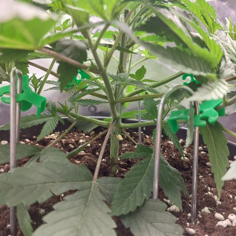 Skywalker Haze growlog timeline photo
