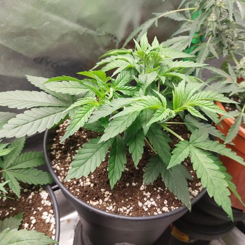 Orange Bud 2.0 growlog timeline photo