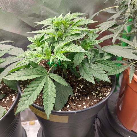 Orange Bud 2.0 growlog timeline photo