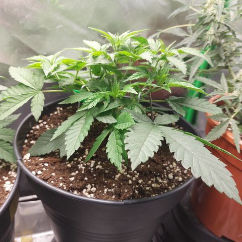 Orange Bud 2.0 growlog timeline photo
