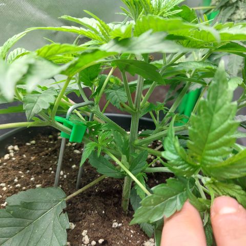 Orange Bud 2.0 growlog timeline photo