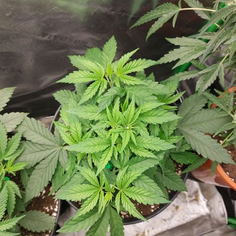 Orange Bud 2.0 growlog timeline photo