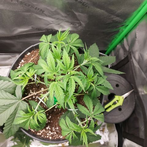 Orange Bud 2.0 growlog timeline photo
