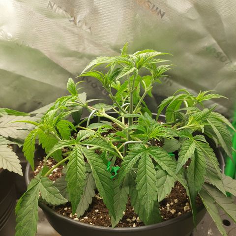 Orange Bud 2.0 growlog timeline photo