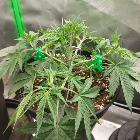 Skywalker Haze growlog timeline photo