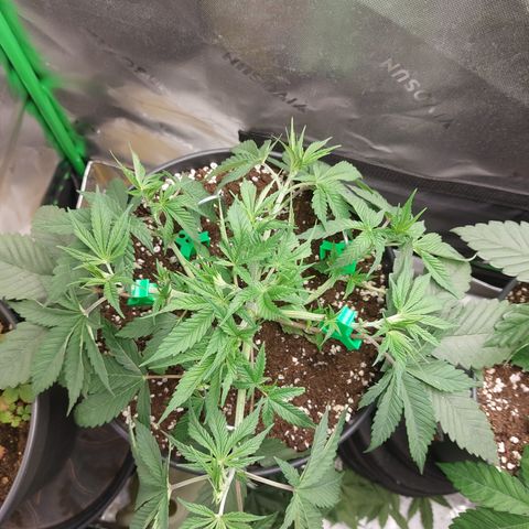 Skywalker Haze growlog timeline photo