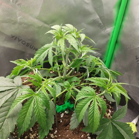 Orange Bud 2.0 growlog timeline photo