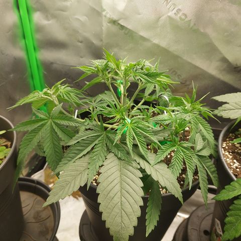 Skywalker Haze growlog timeline photo