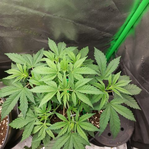 Orange Bud 2.0 growlog timeline photo