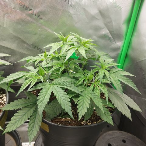 Orange Bud 2.0 growlog timeline photo