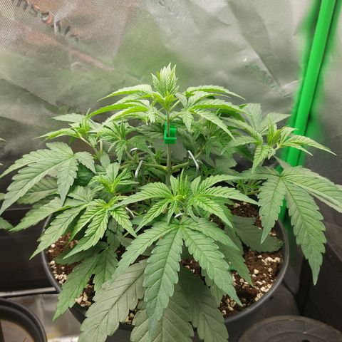 Orange Bud 2.0 growlog timeline photo
