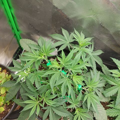 Skywalker Haze growlog timeline photo