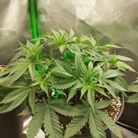 Skywalker Haze growlog timeline photo