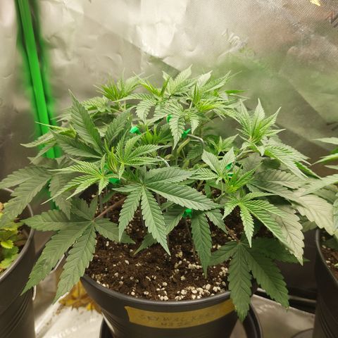 Skywalker Haze growlog timeline photo