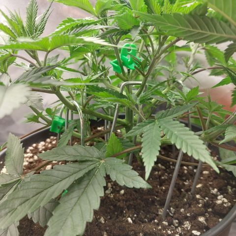 Skywalker Haze growlog timeline photo