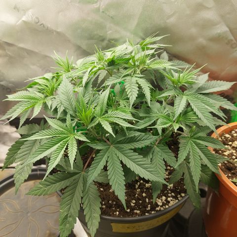Skywalker Haze growlog timeline photo
