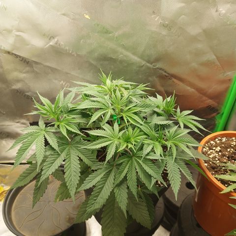 Skywalker Haze growlog timeline photo
