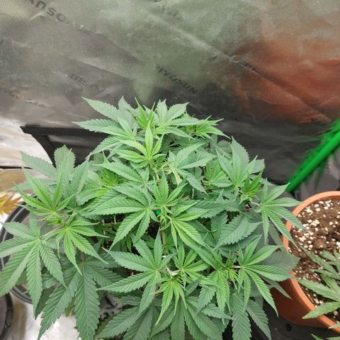 Skywalker Haze growlog timeline photo