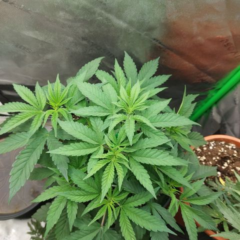Orange Bud 2.0 growlog timeline photo