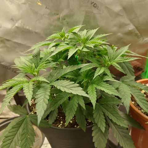 Orange Bud 2.0 growlog timeline photo