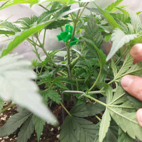 Orange Bud 2.0 growlog timeline photo