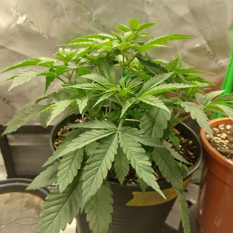 Orange Bud 2.0 growlog timeline photo