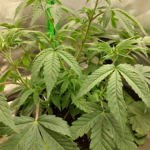 Orange Bud 2.0 growlog timeline photo