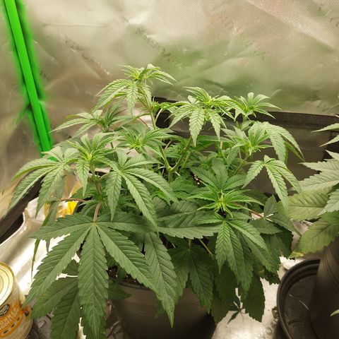 Orange Bud 2.0 growlog timeline photo